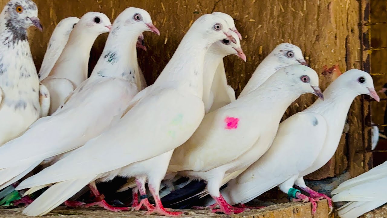 for-sale-malwai-kubtooar-15-pec-mob-9646545783-delivery-all-india