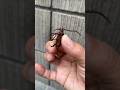 ヤバそうな虫を叩きのめす