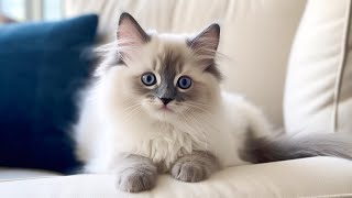 Music for Cats  Have the Most Relaxed Cat, Relaxing Music with rain sounds, Cat Therapy Music