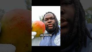 The Poisonous Mango 🥭