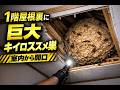 民家1階の屋根裏に巨大キイロスズメバチの巣…室内から開口して駆除【滋賀県多賀町】 滋賀のハチ駆除「ジェイ・ワークス」