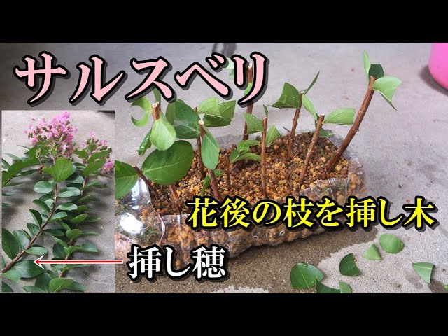 サルスベリ 花後の枝を挿し木】百日紅、春から伸びた枝の先端に花が 