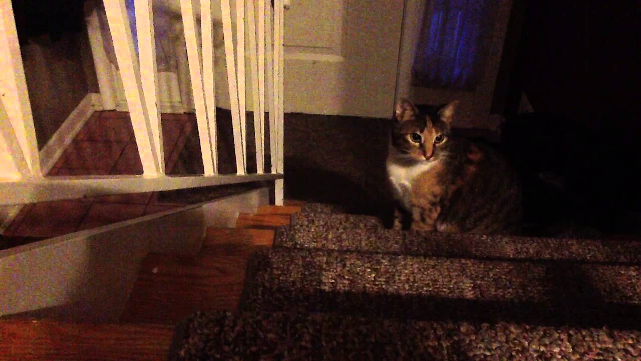 Cats reaction to comb YouTube