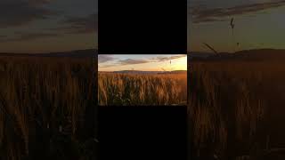 HÖNGGERBERG | Zurich Switzerland