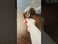 Sammi Loves Her Cashews!! #squirrels #squirrel #wildlife #pets #animals