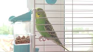 Budgie's Mealtime Bliss 🐦🍴: A Delightful Moment 🐦🍴