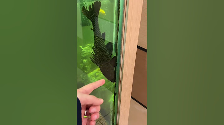 Bütün akvaryumun yükünü sırtlamışlar adeta 😥 #aquarium #youtubeshorts