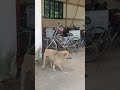 Lu 董i Lu 董i