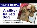 How to groom a Cocker Spaniel - and other silky haired dogs