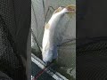 щука рыбалка Обь #shorts