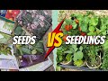 Seeds vs seedlings  which is best when