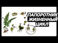 Жизненный цикл ПАПОРОТНИКА ПАПОРОТНИКОВИДНЫХ ПАПОРОТНИКООБРАЗНЫХ | Самое простое объяснение ЕГЭ