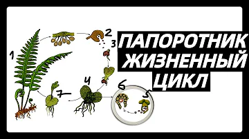 Жизненный цикл ПАПОРОТНИКА ПАПОРОТНИКОВИДНЫХ ПАПОРОТНИКООБРАЗНЫХ | Самое простое объяснение ЕГЭ