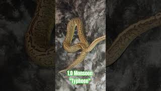 1.0 Monsoon "Typhoon" #monsoon #typhoon #viral #cute #shorts #short #cool #wild #snake #reptiles