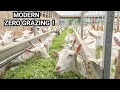 Why You Need To Consider ZERO GRAZING Goats 2023! | FARM TOUR DETAILED