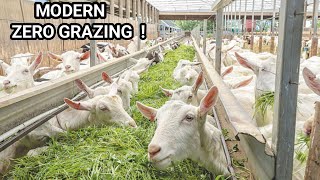 Why You Need To Consider ZERO GRAZING Goats 2023! | FARM TOUR DETAILED