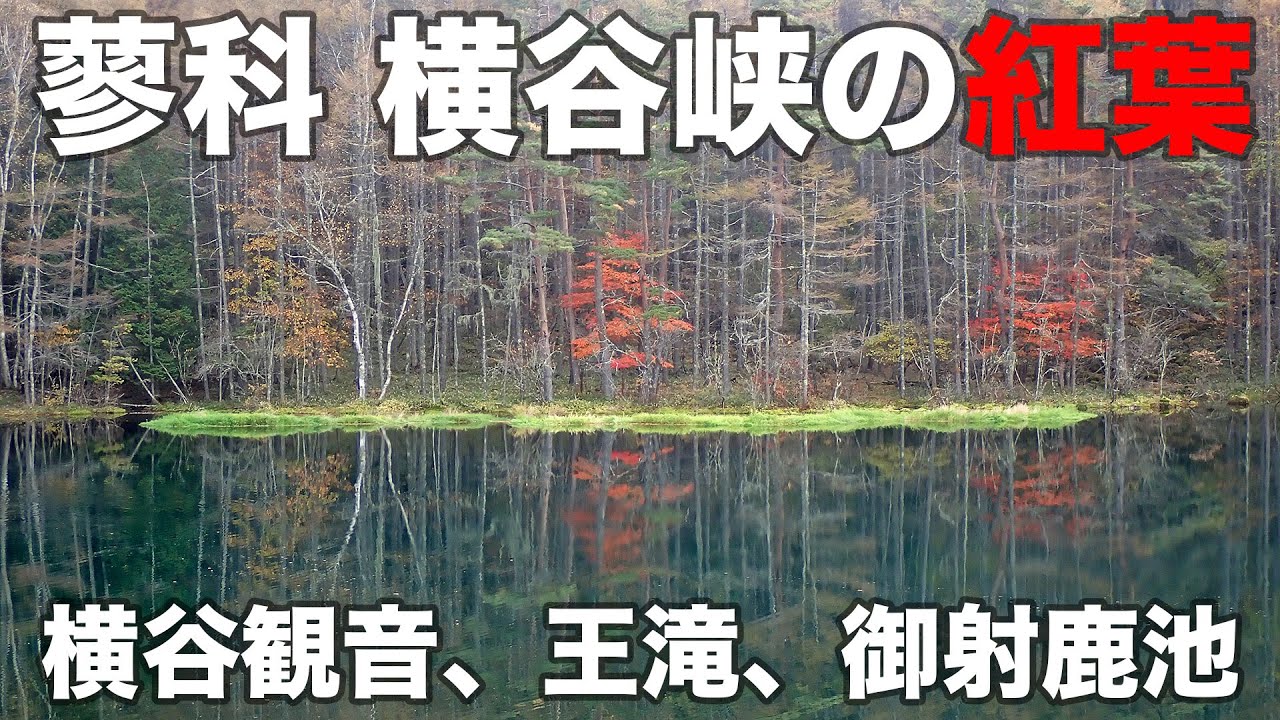 蓼科 横谷峡 2024年10月31日 横谷観音・王滝・御射鹿池を巡る観光ルート、紅葉はちょうど見頃