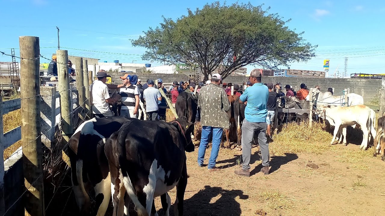 INAUGURAÇÃO CURRAL DE GADO POSTO ALTO SERRA PE.11/01/26