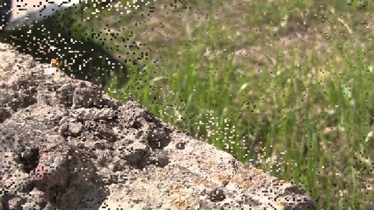 CANON Lagria HF S200 macro