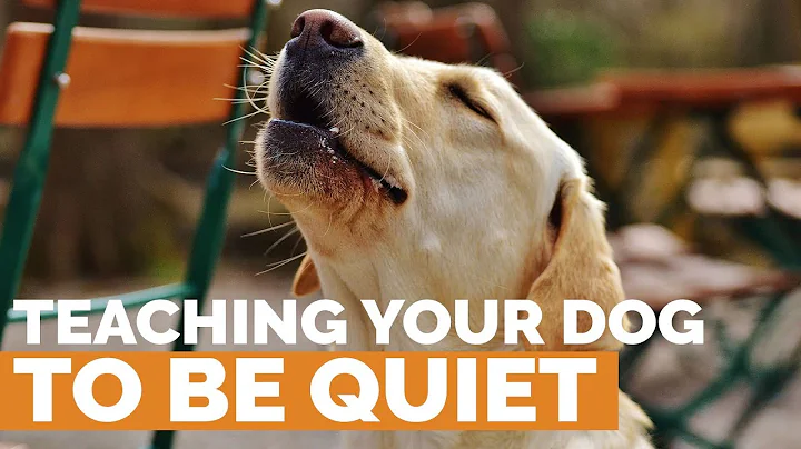 Teach Your Dog to Be QUIET!