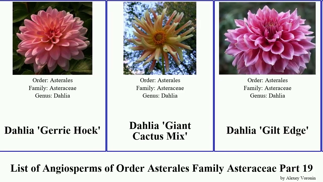 List of Angiosperms of Order Asterales Family Asteraceae Part 19 dahlia 'hapet van 'Golden 'Happy