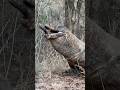 😱the precious moment of swallowing a wild boar