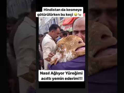 Hindistan'da kesilmeye götürülen keçi #hindistan