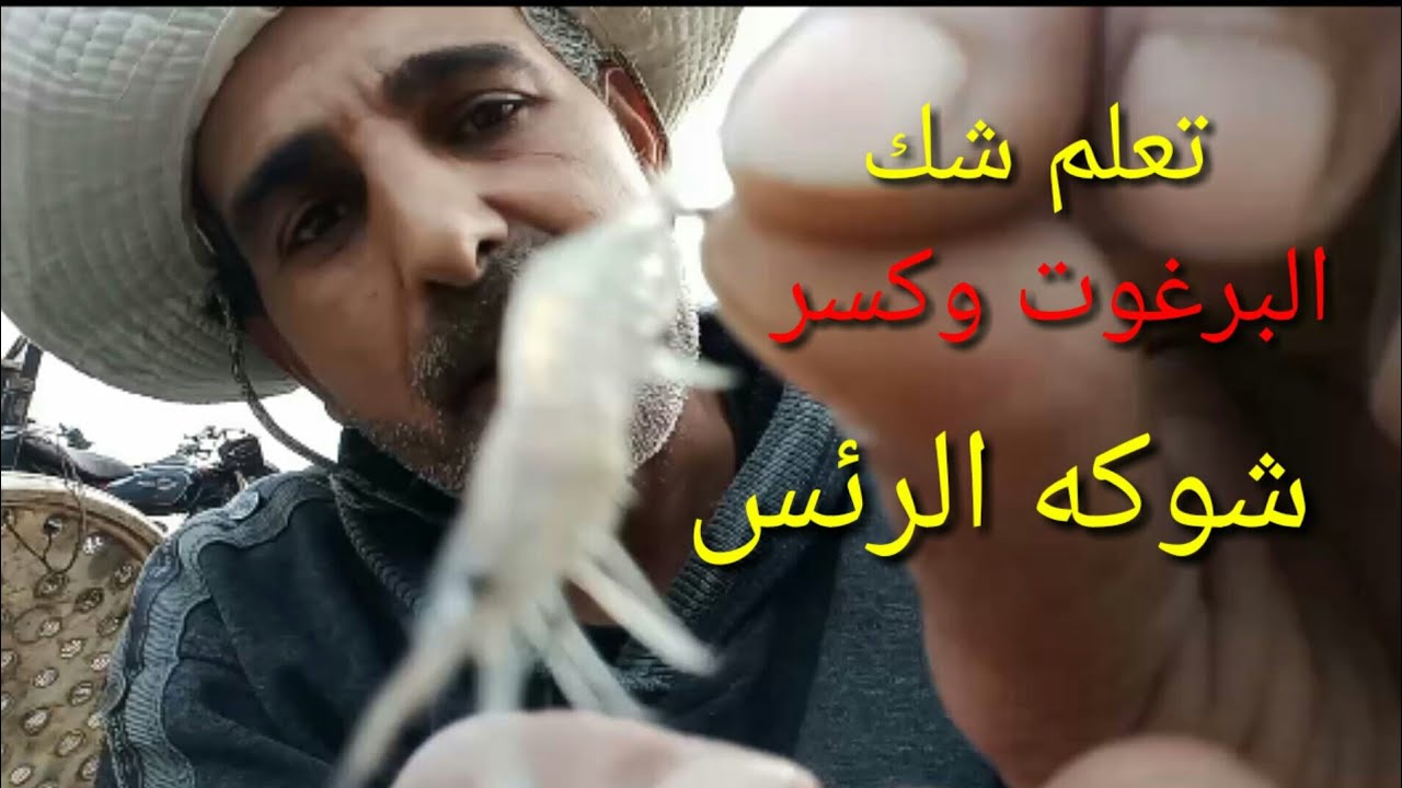 تعلم شك البرغوت وكسر شوكه الرئس🔥