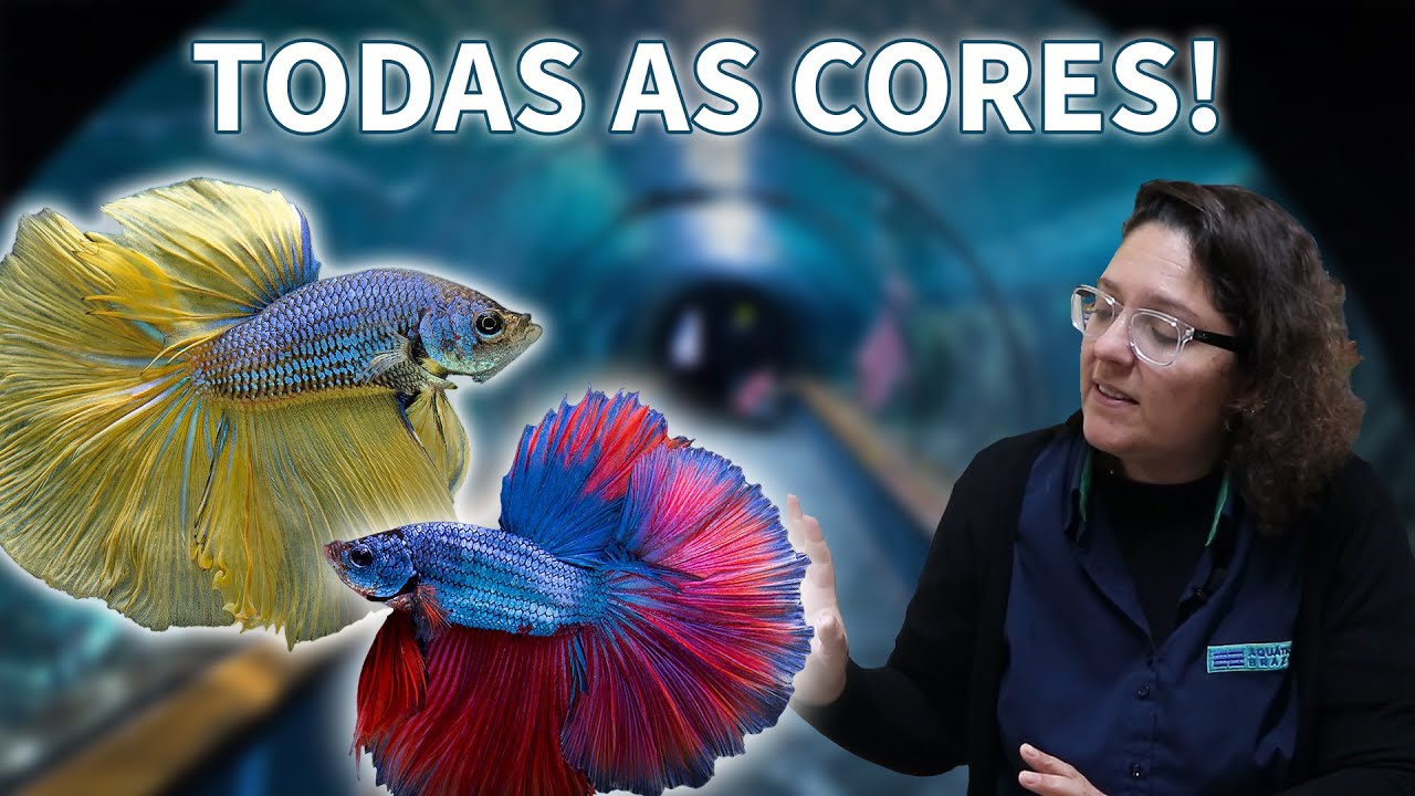 TODAS AS CORES E VARIANTES DE PEIXE BETTA PRO SEU AQUARIO! - SÉRIE BETTA, ep. 01