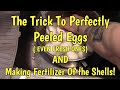 Perfectly peeled eggs  shell tomato food