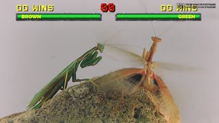Забавные ленивые битвы пестрокрылых богомолов (ирисы, самцы) // Clever Cricket