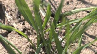 Managing Micronutrients (From Ag PhD Show #555 11/23/08)