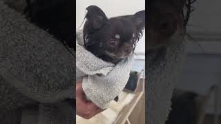 Little Dog Bath