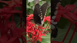 Butterflies in My Home Garden ?Have a wonderful day with the Love of Nature??☘️?❤️