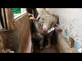 Montana Sheep Shearing "Go Rams"