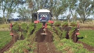 World Amazing Modern Agriculture 2017 How it works to Harvest Peanut Harvesting Machine Combine