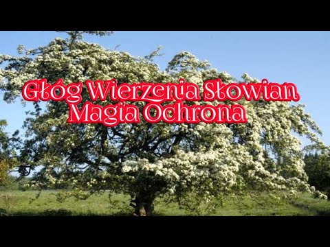 Wideo: Magiczne Moce Głogu