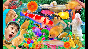 Bắt Thỏ Con, Mèo, Cua, Rùa, Cá Koi, Cá Vàng, Cá Chép, Hamster, Gecko, Vịt Con | Bắt Các Con Vật