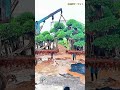 プロによる大型盆栽の移植手順：クレーンを使った、成熟した盆栽を枯らさずに移動させる方法（高級造園プロジェクト向け）