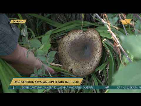 Өскеменде қоршаған ортаның ластану деңгейі саңырауқұлақ көмегімен анықталады