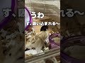【怪奇現象】吸い込まれるハム#宇宙#ブラックホール#ハムスター