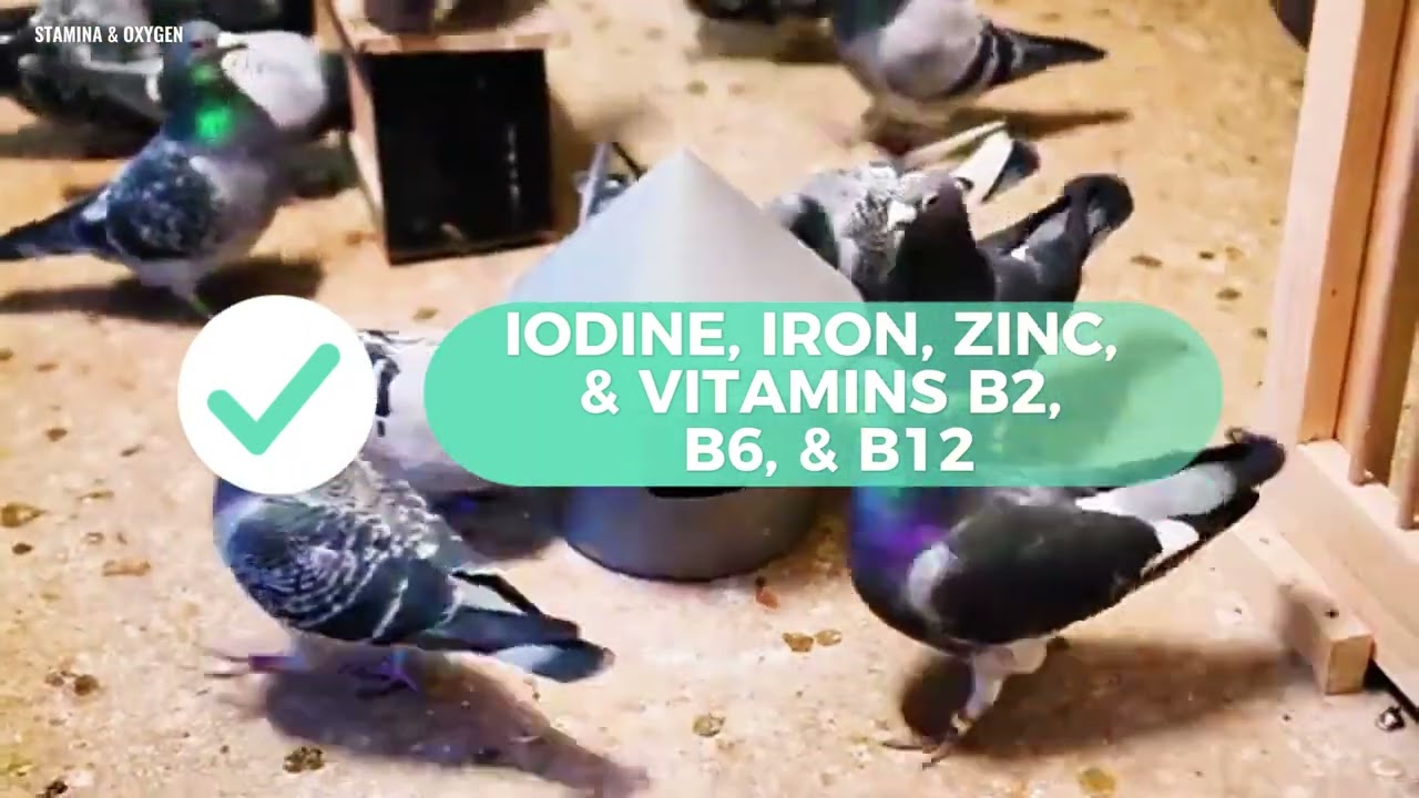 Improving pigeon STAMINA & OXYGEN levels combination of proper Nutrition, Supplements, and Training.