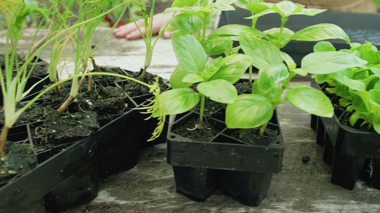 Winstrip® Mini Wini Kit | Seed Starting Trays | Seedling | Air