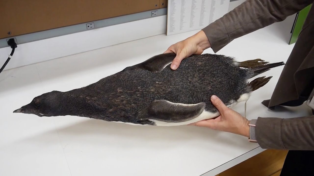 Penguins: Birds of A Feather 