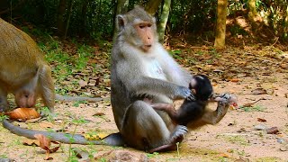 Life of baby monkey Ara#208