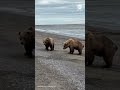Tourists get front-row seat to bear brawl in Alaska