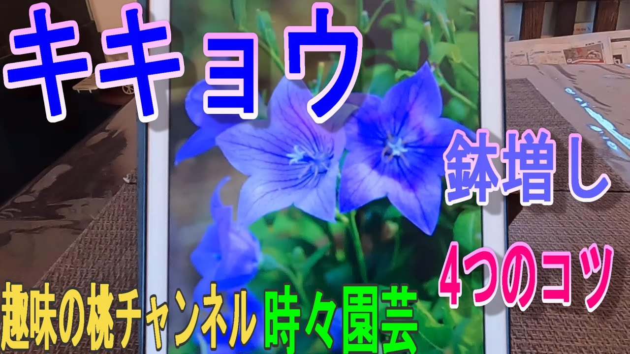 キキョウ】鉢増し 4つのコツ 23/4/9 - YouTube