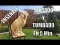 Ensea a tu perro a sentarse y tumbarse en 5 min