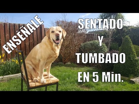 Video: Entrenando a un cachorro para sentarse