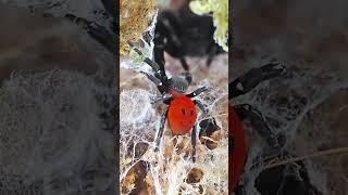 Working on video from Eresus pairing. Here is the female and the male in one of the clips.
